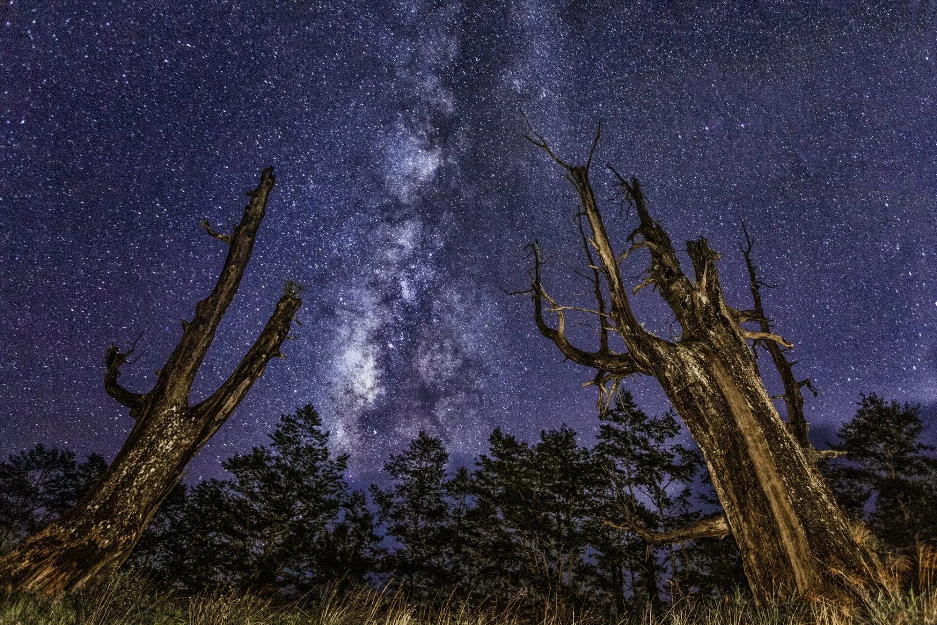 Дерево в космосе. Космос и лес. Звезда дерево. Космос из дерева. Tree star