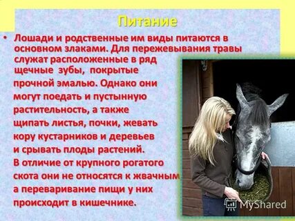 Чем питается лошадь