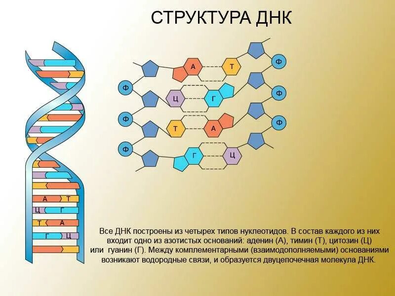 Палиндромы нуклеиновых кислот