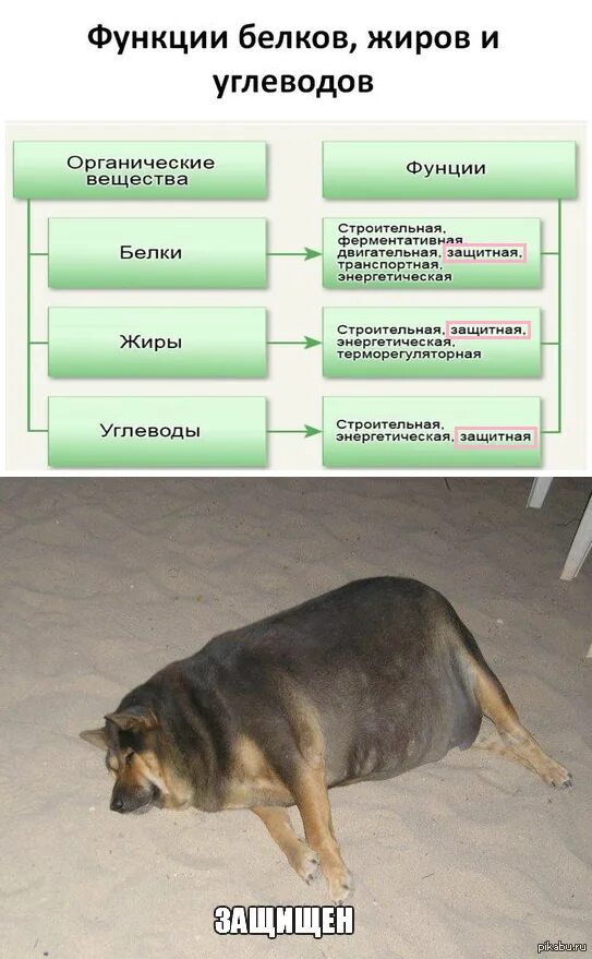 Основные функции жиров. Функции белков жиров и углеводов кратко. функции белков жиров углев. функции жиров углеводов и беокра. поль белков жиров и углеводов.