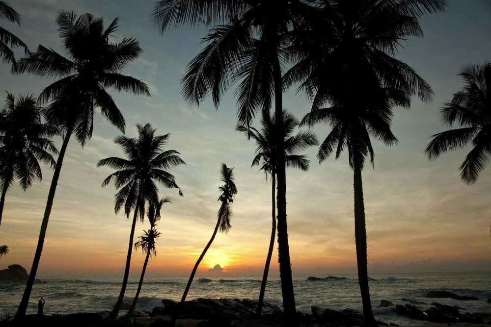 Пальмы шри ланки. Шри Ланка Тангалле Лагуна Парадиз. Вилла Шри Ланка пальмы. Пальма фото. Пальмы рай.