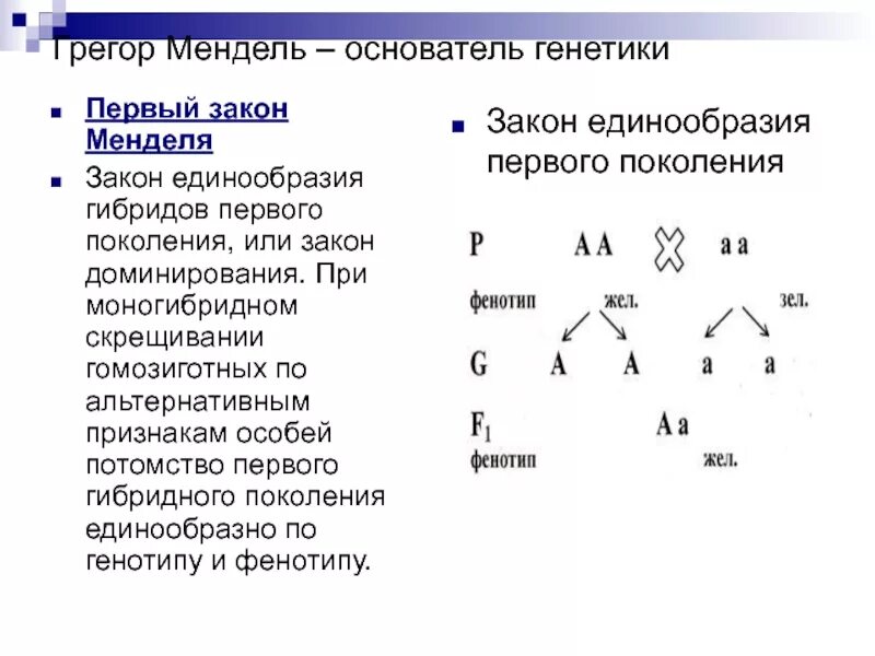 Закон единообразия 1 закон Менделя. 1 Закон Менделя по генотипу и фенотипу. Генетическая схема закона единообразия Менделя. Генетика моногибридное скрещивание.