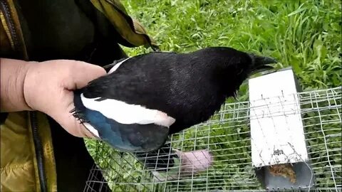 Поймать ворону во сне
