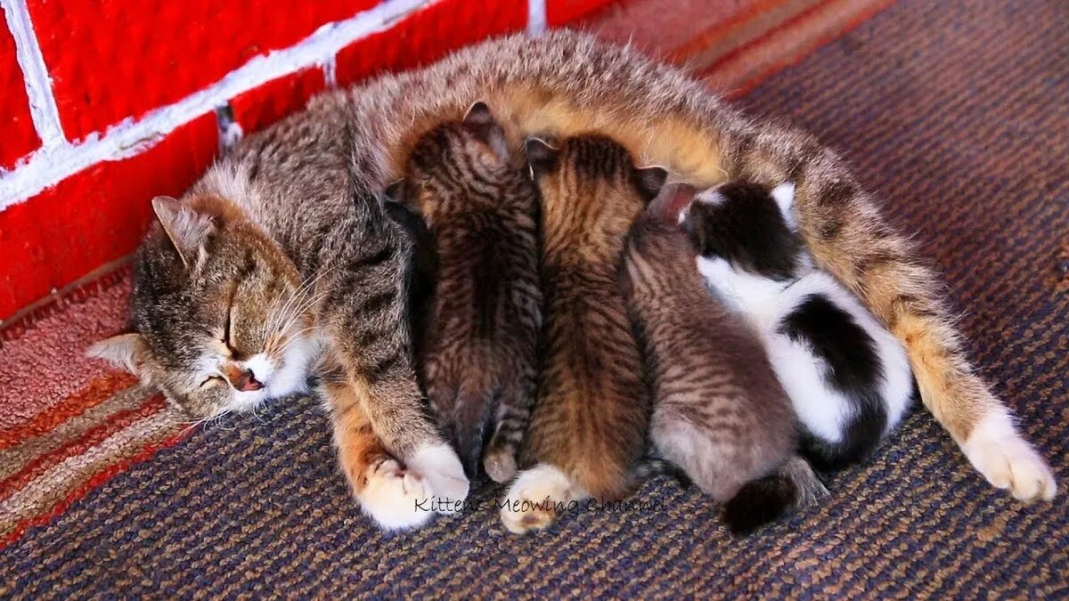 Забота о кошках. Кошка с котятами. Забота кошки о котятах. Кошка заботится о потомстве. Кошка ухаживает за котятами.