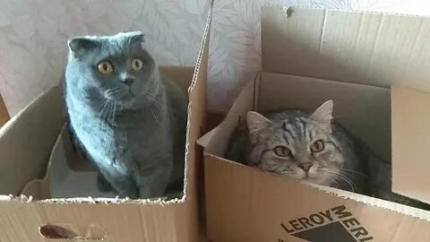 Почему короб
