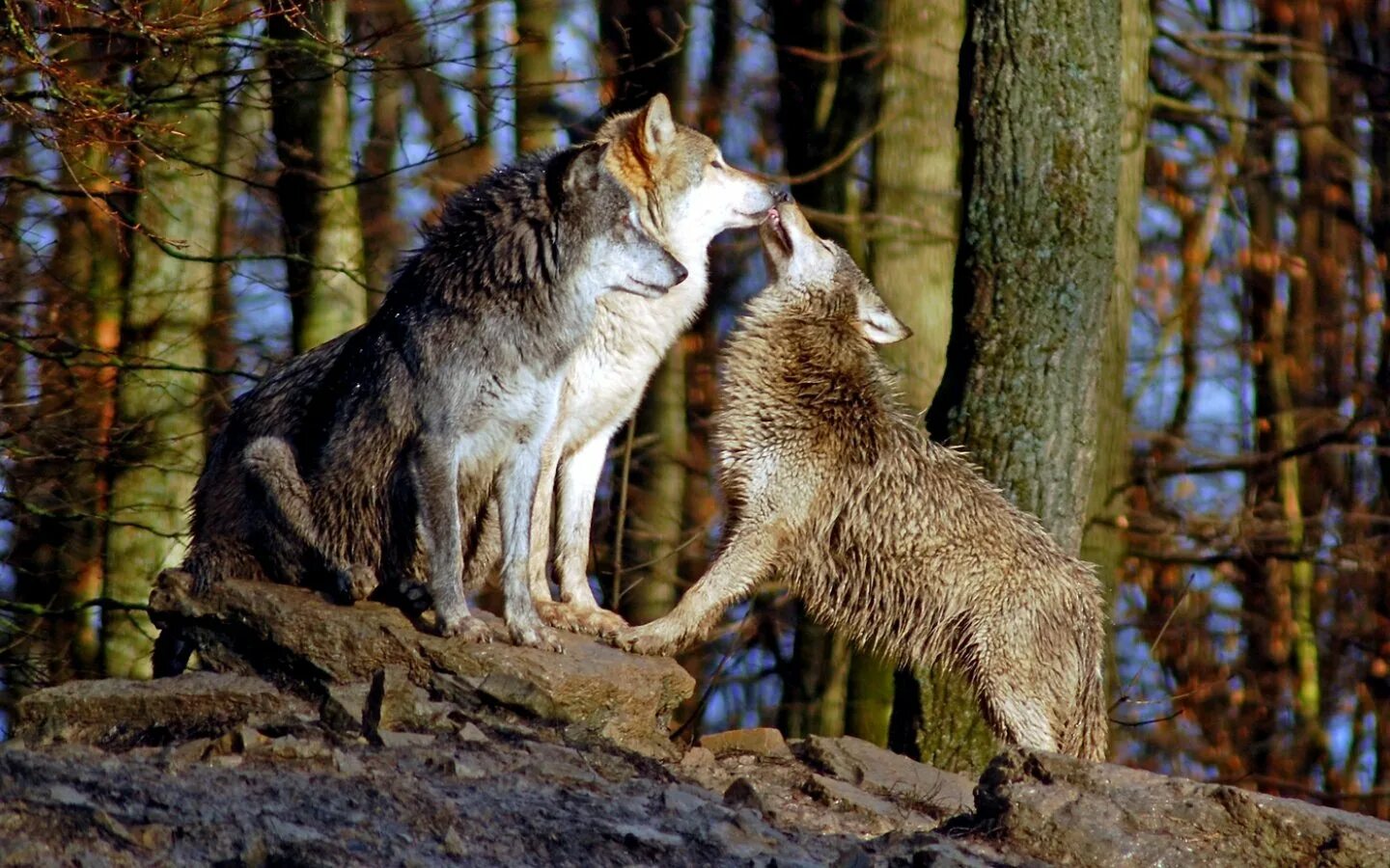 Рысь и волк. Два волка. Волк с рысью. Рысь против волка.