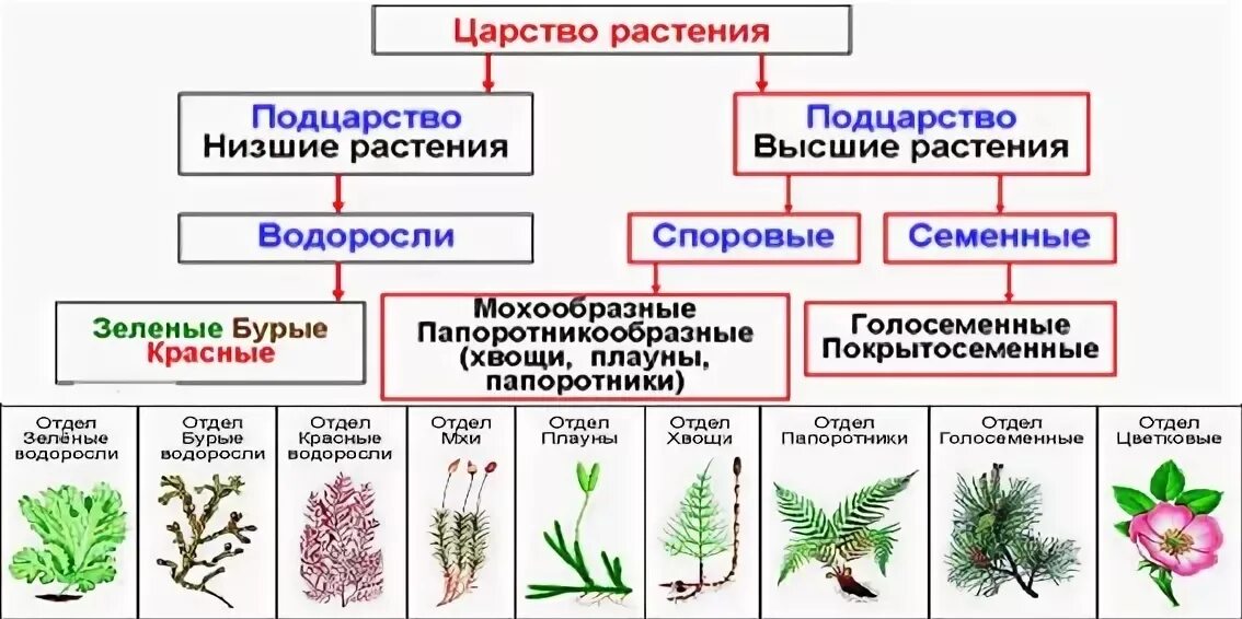 Хвойные и двудольные растения. Низшие высшие споровые семенные растения. Систематика споровых растений. Высшие споровые растения схема. Таблица царство растения. Высшие споровые растения..