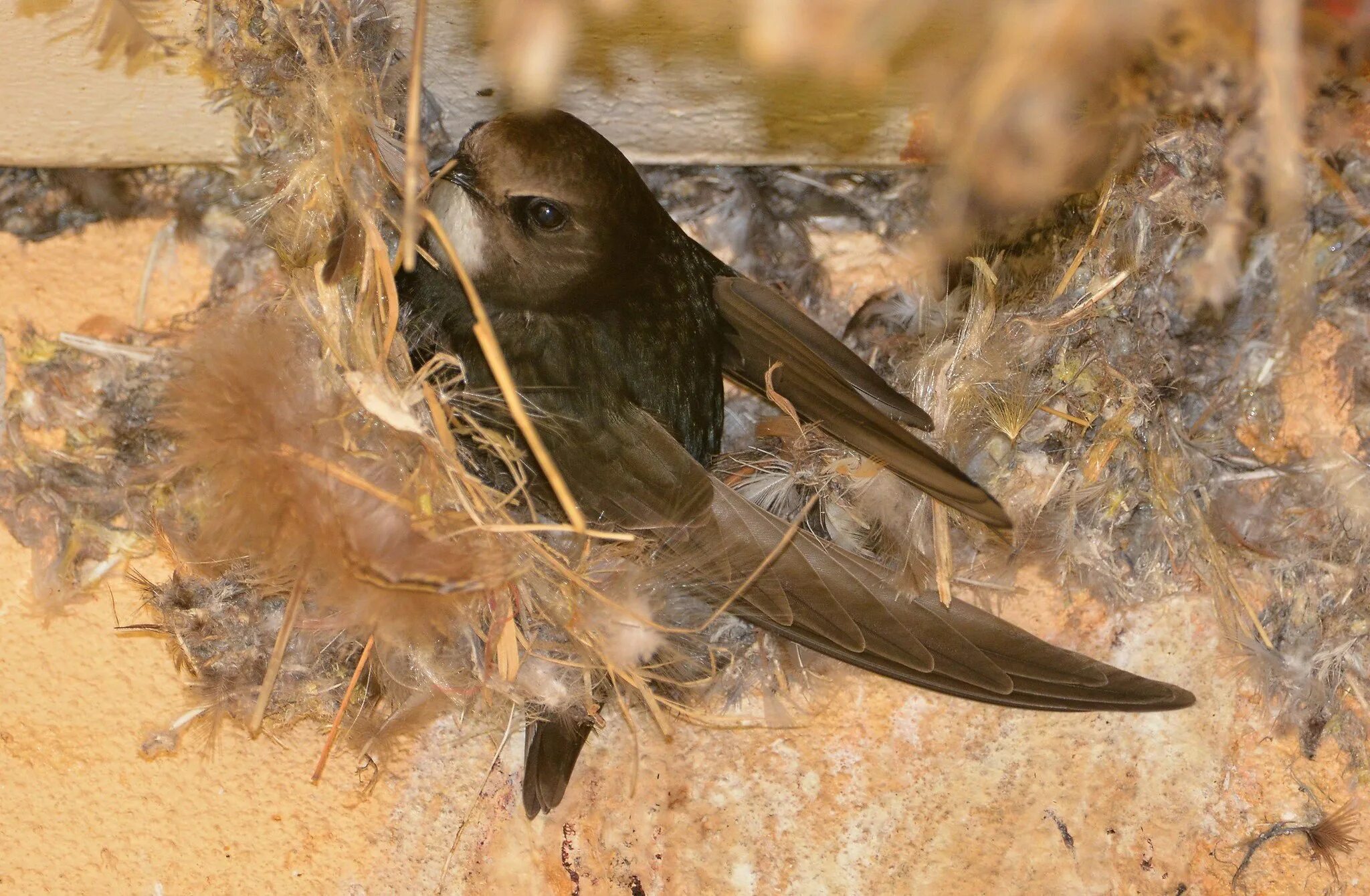 Размер взрослого стрижа. В роще щебечут стрижи чечетки щеглы и чижи. Белый стриж. Чиж и еж. Стриж и чиж.