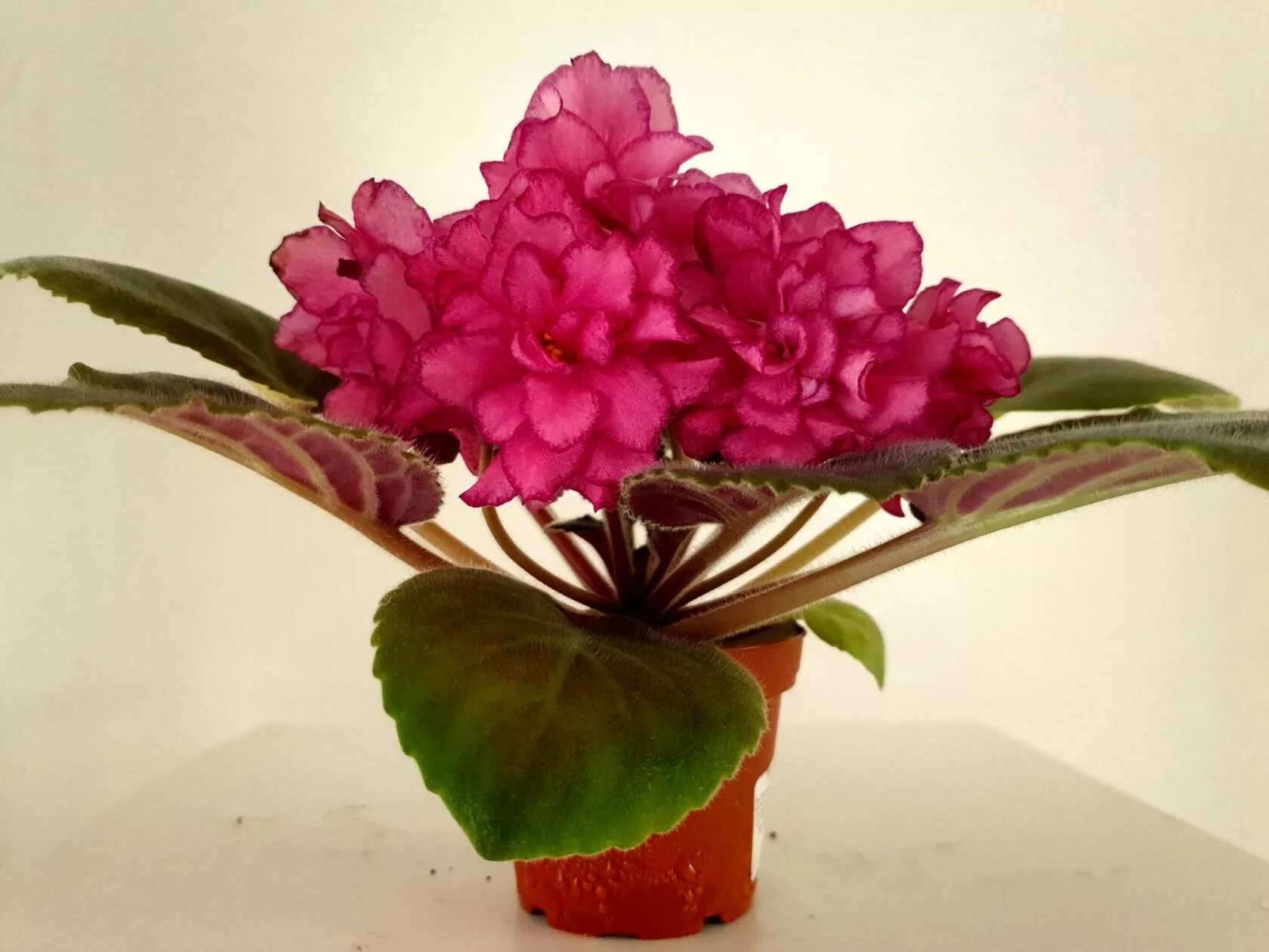 Фиалка синяя роскошь. Фиалка ле золотая роскошь. Фиалка ек бархатная королева. Фиалка коралловый замок. Фиалка синий иней.