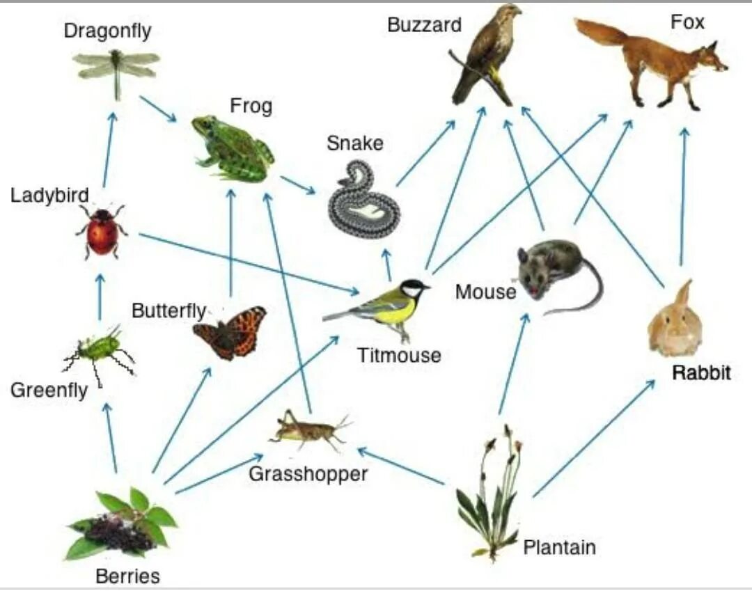 Пищевая цепь нектар муха. Пищевая сеть питания. Пищевая сеть 7 класс биология. Пищевая цепочка. Пищевая цепочка питания.