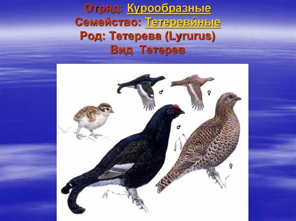 9 отрядов птиц. Отряд тетеревиных. Отряд курообразных. Отряд Курообразные представители. Курообразные птицы представители.