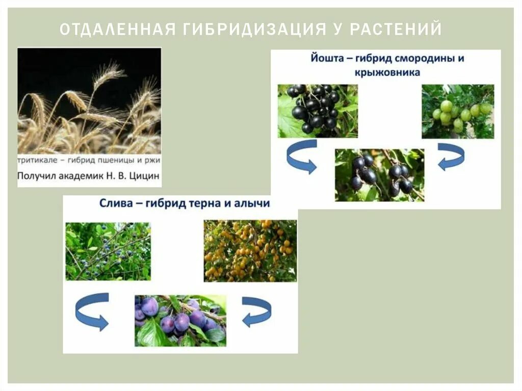 5 отдаленная гибридизация. Гибридизация растений и животных. Отдалённая гибридизация в селекции растений. Примеры гибридизации животных и растений. Метод отдаленной гибридизации животных.