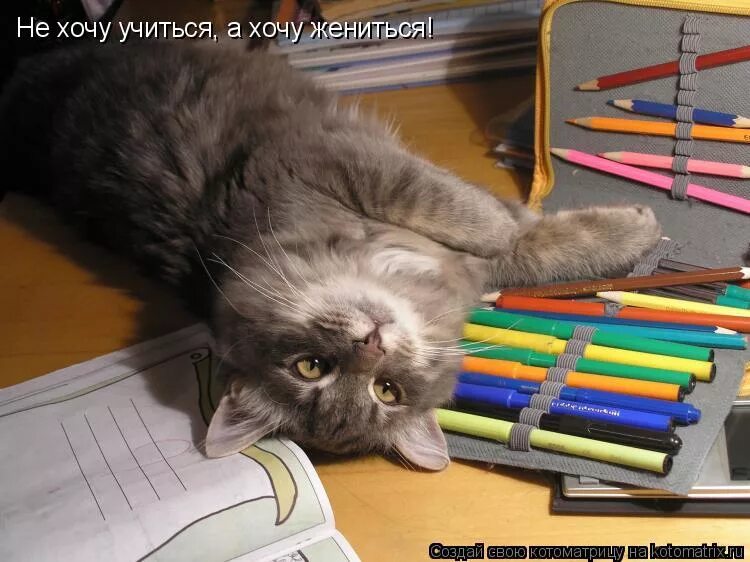 Не хотят учиться форум. На вкус и цвет все фломастеры разные. Кот думает. Кот задумался. Не хочу учиться хочу.
