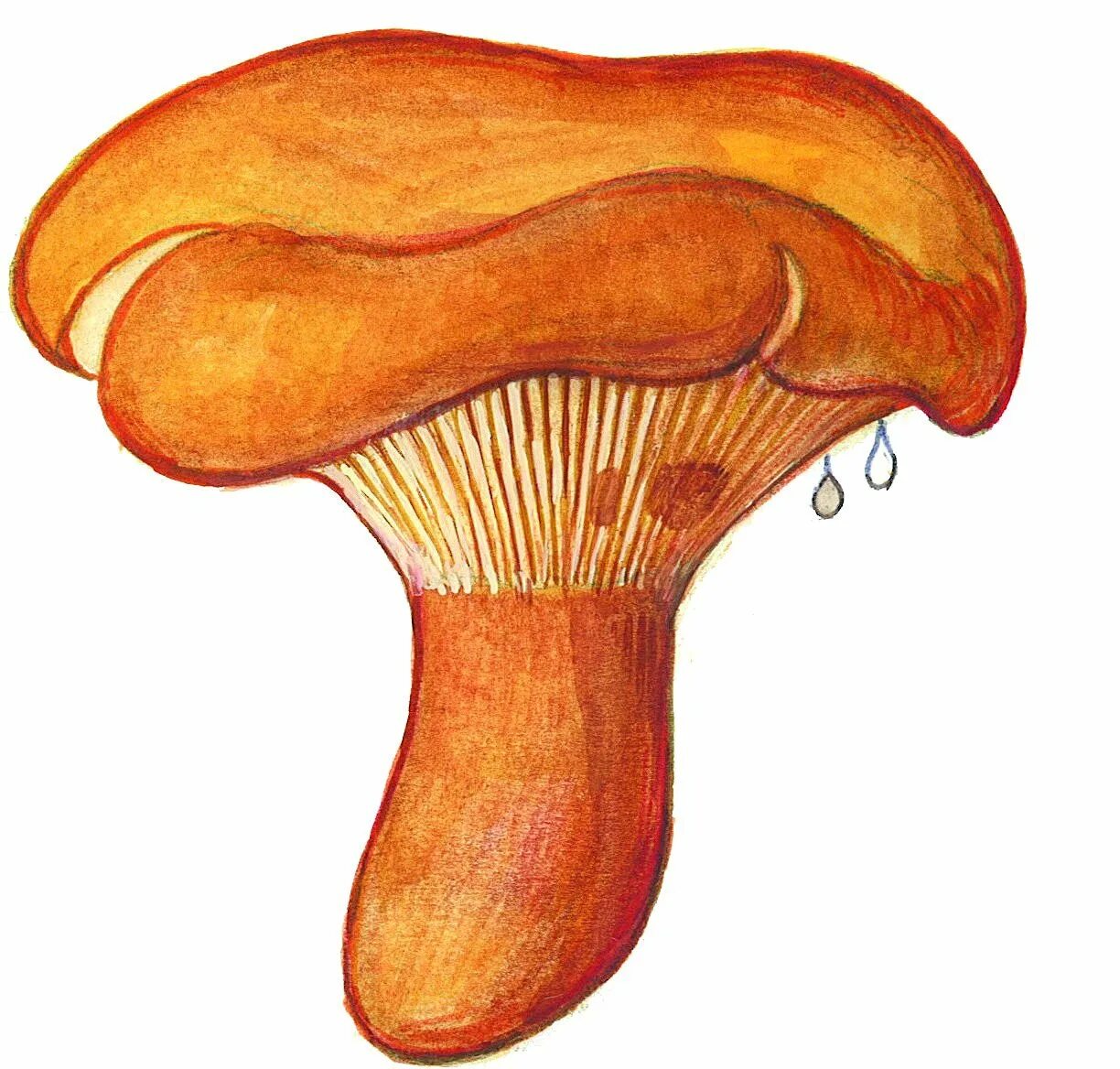 Ложные свинушка гриб рисунок. Нарисовать свинушка гриб. Свинушка тонкая гриб рисунок. Ложная Лисичка гриб рисунок.