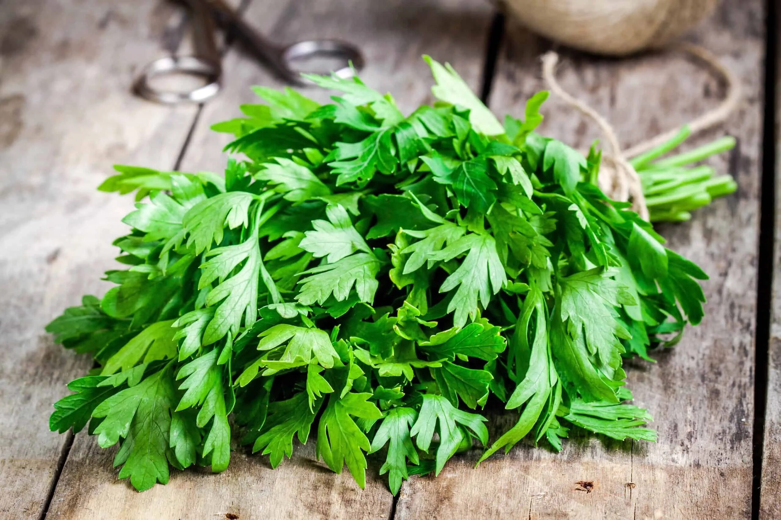 Лист петрушки. Петрушка parsley. листик петрушки. петрушка зелень. петрушка плосколистная.