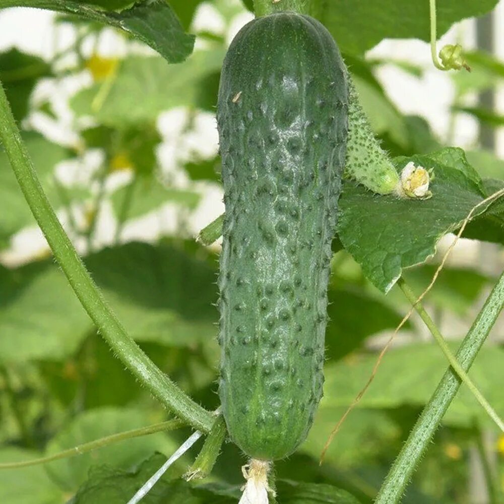 Огурец алексеич f1. Огурец зубренок f1, семена са. Огурец вальсет. Огурец эксельсиор f1. Огурец гуннар f1.