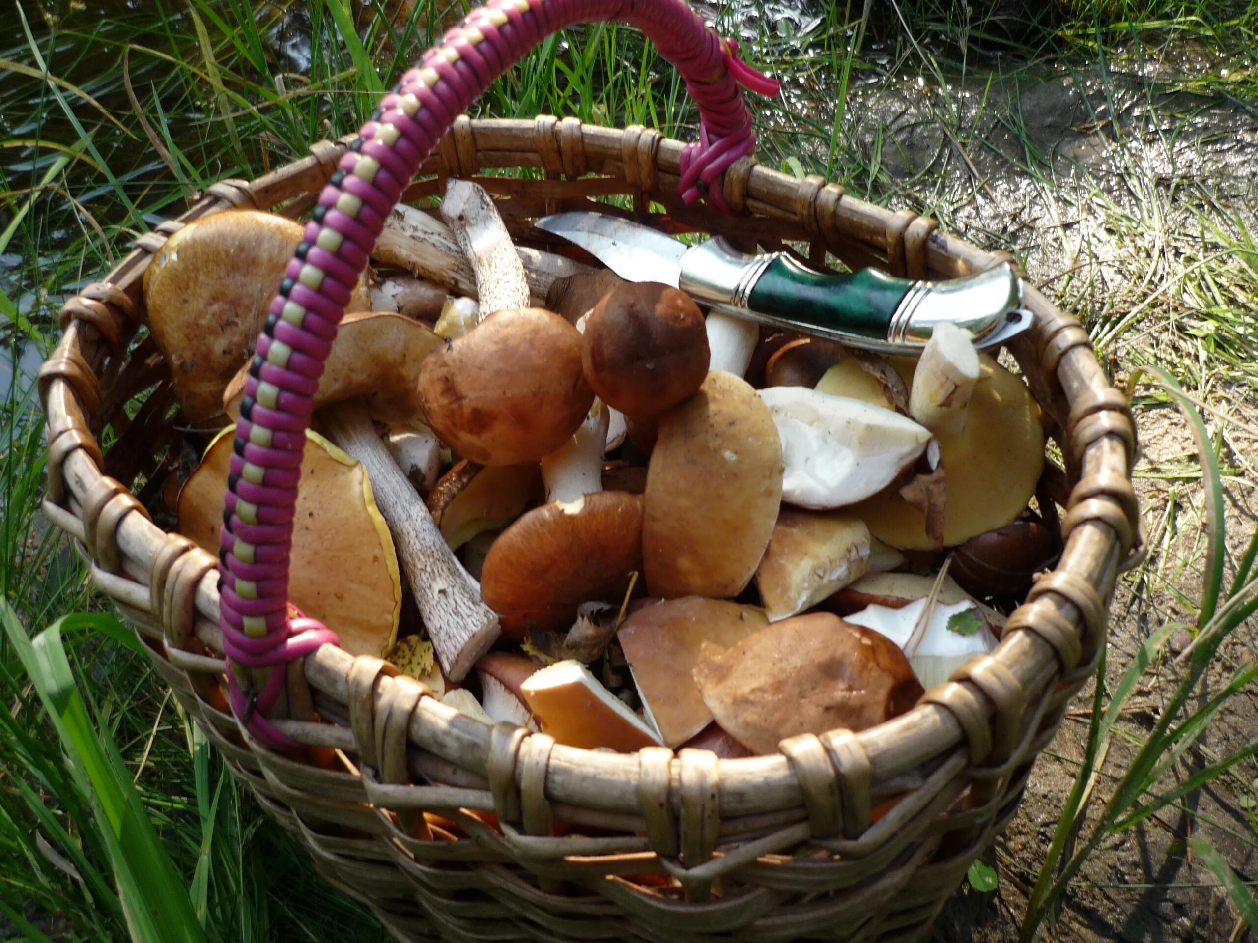 Pick mushrooms. Собранные грибы в корзинке. Корзинка с грибами. Что за гриб. Сбор грибов.