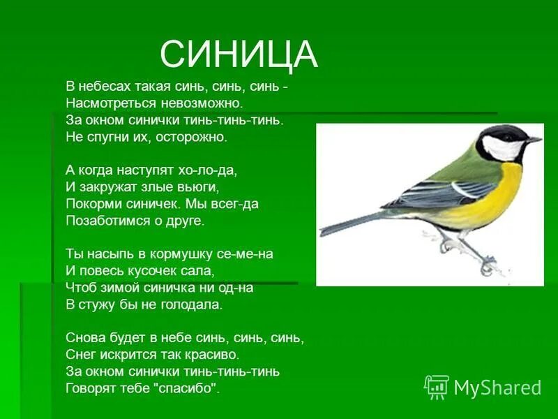 Синичка минус