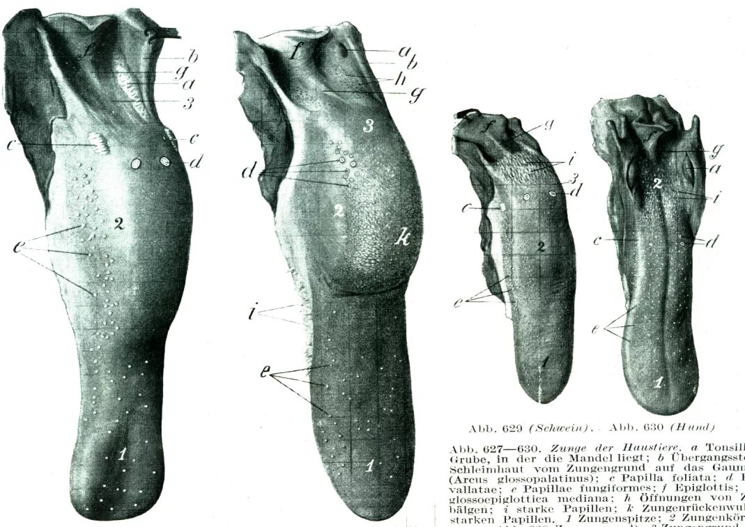 Строение языка животных.