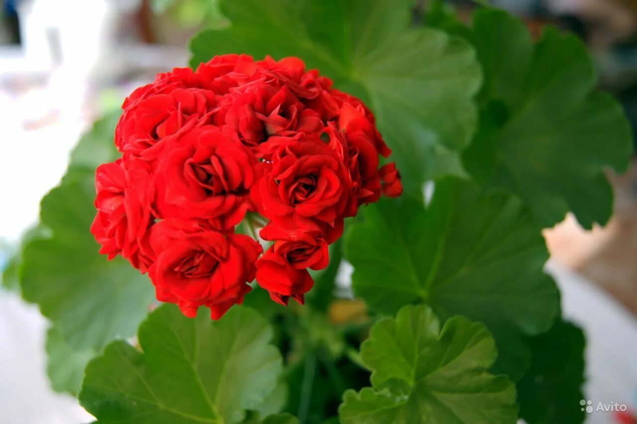 As soon as Gerani begins to Yellow the leaves, I feed her with succinic acid. Th