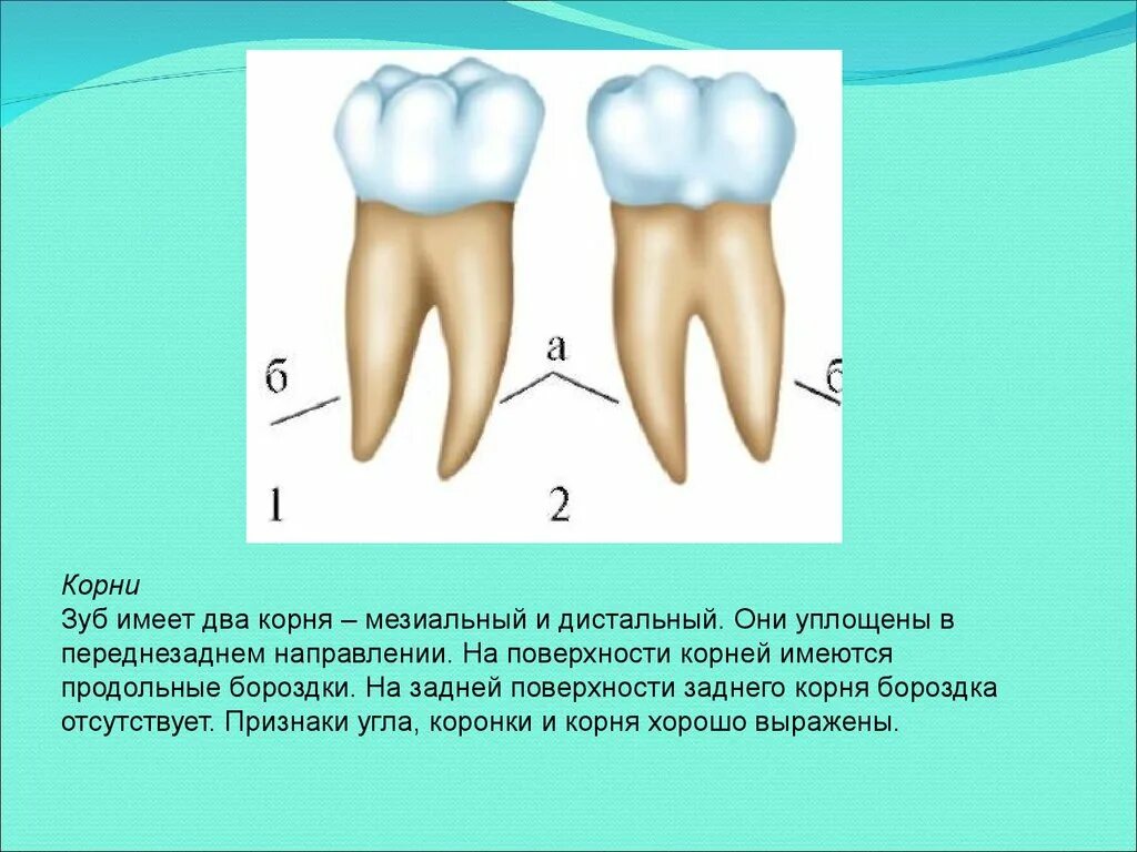 Мезиальный и дистальный корень зуба. Анатомия зубов.