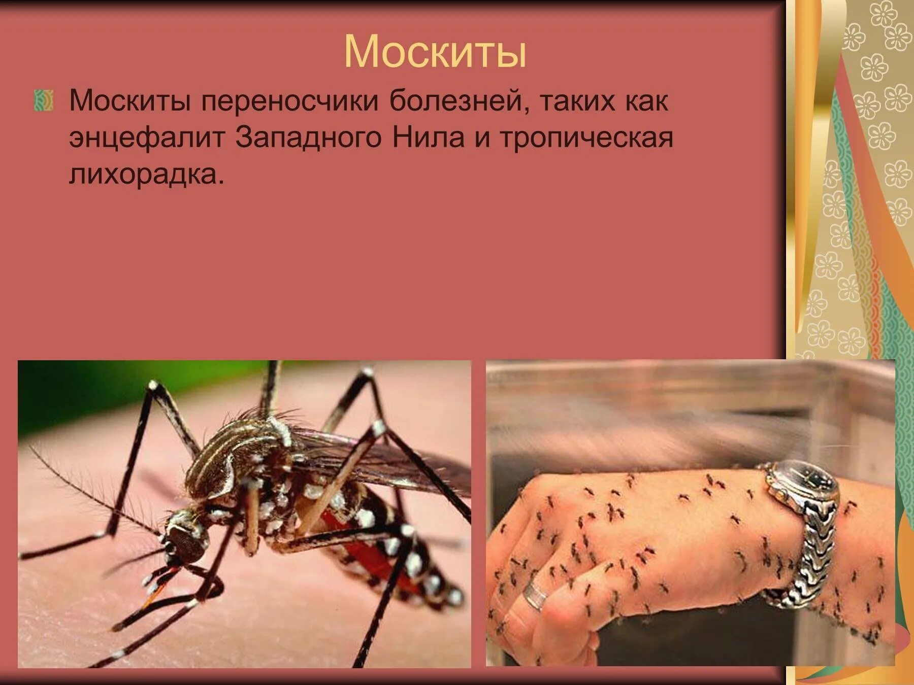 Комары переносчики заболеваний. Москиты являются переносчиками. Комары переносчики болезней. Москиты являются переносчиками возбудителей.