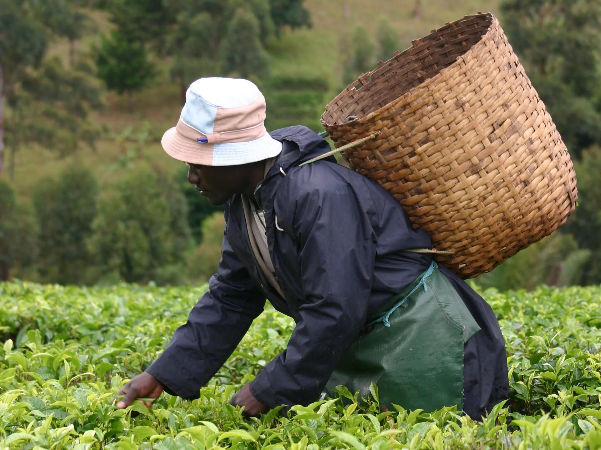 Сбор китайского чая. Индонезия чайные плантации. Сбор чая. Сборщики чая. Китайцы на плантации.