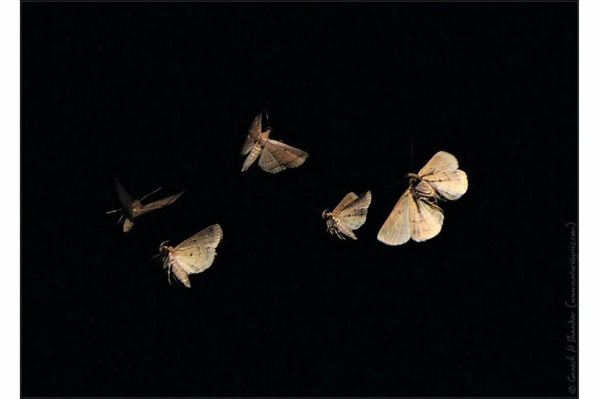 Мотыльки летают. Бабочки летают. Летают мотыльки. Ночные насекомые. Бабочки летают.