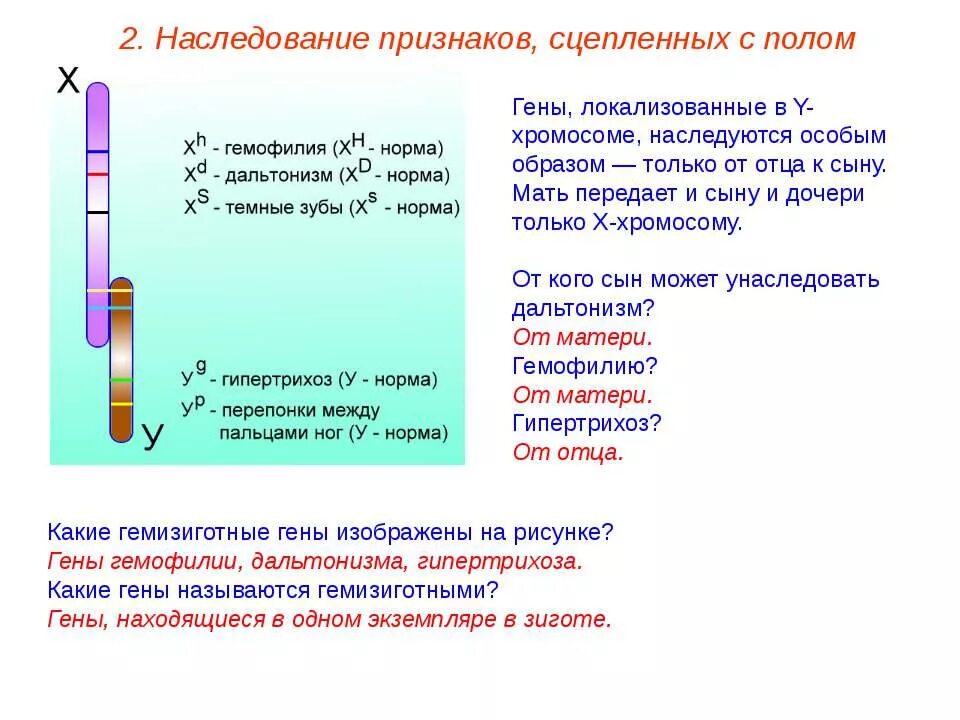 Наследование признаков сцепленных с полом гемофилия. Наследование признаков сцепленных с полом гемофилия дальтонизм. Ген, локализованный в х-хромосоме матери, унаследуют. Ген локализованный в х хромосоме отца. Гены отца передаются сыну