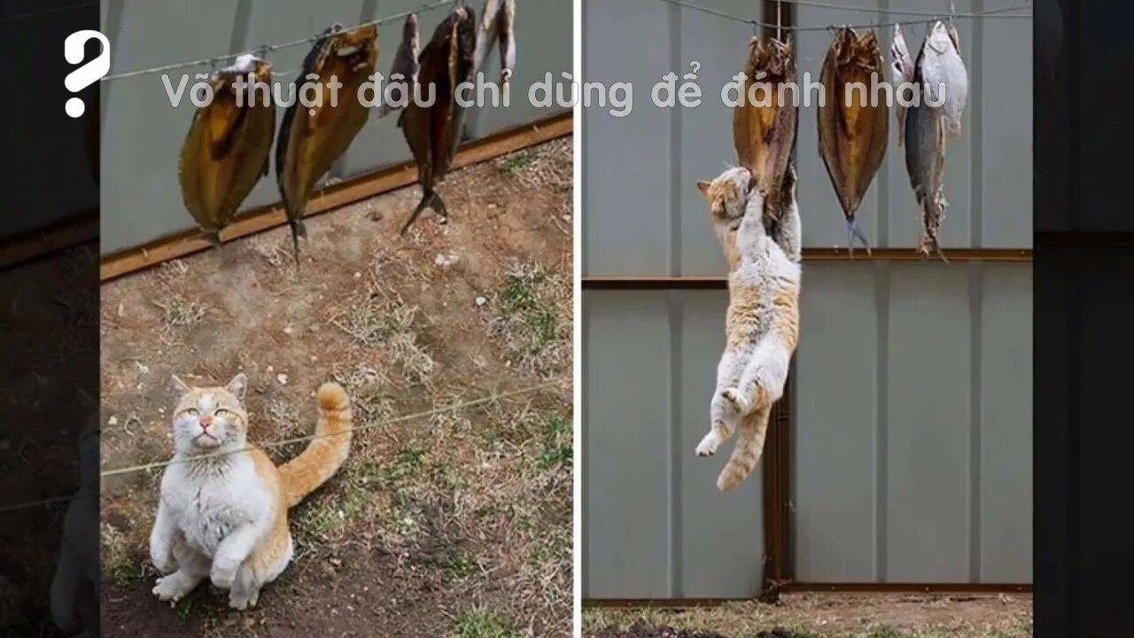 Коты воруют рыбу. Коты воруют рыбу. Кот ворует рыбу. Кот украл рыбу. Черный кот с рыбой в зубах.