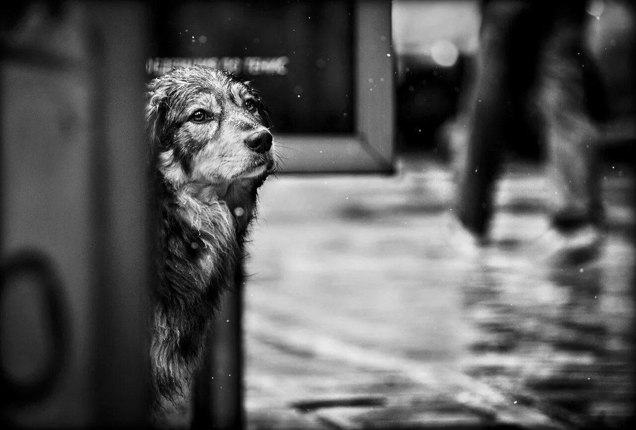 Бездомные животные. Одинокая собака. Одинокая бездомная собака. Бездомный пес. Собака печаль