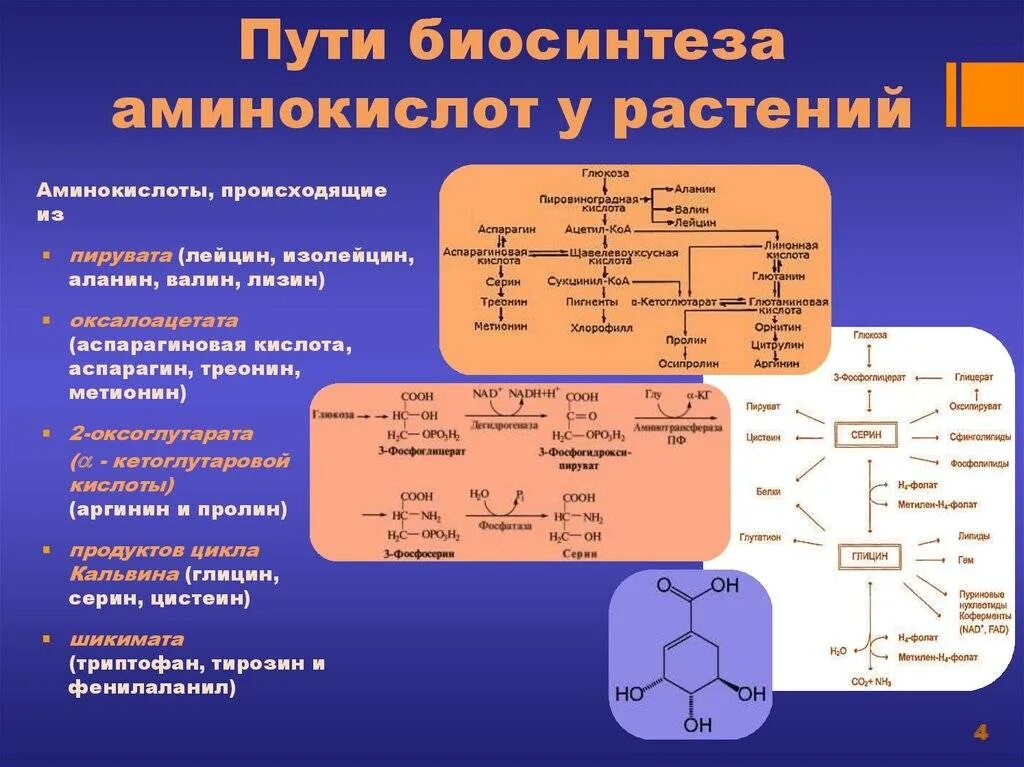 Клетки состоят из аминокислот. Схема образования заменимых аминокислот. Пути синтеза заменимых аминокислот. Синтез заменимых аминокислот биохимия. Пути образования первичных аминокислот.