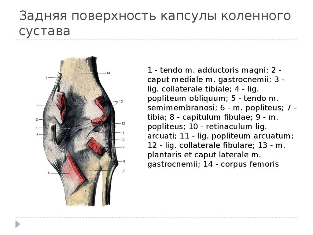 Задняя поверхность коленного сустава. Анатомия коленного сустава синельников. Задняя поверхность коленного сустава. Задняя поверхность коленного сустава. Мышцы коленного сустава анатомия.