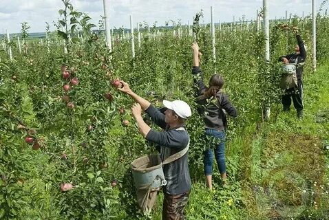 В плодоводческом хозяйстве собрали 720ц вишни
