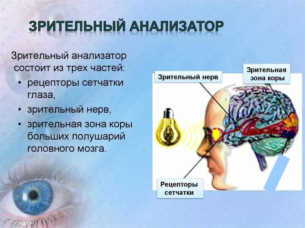 Центры зрительных ощущений. Центры зрительных ощущений