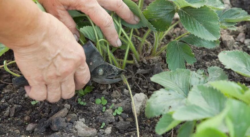 Надо ли весной обрезать клубнику. Обрезание усов клубники. Обрезать клубнику после плодоношения. Срезание листьев у клубники. Усики клубники.