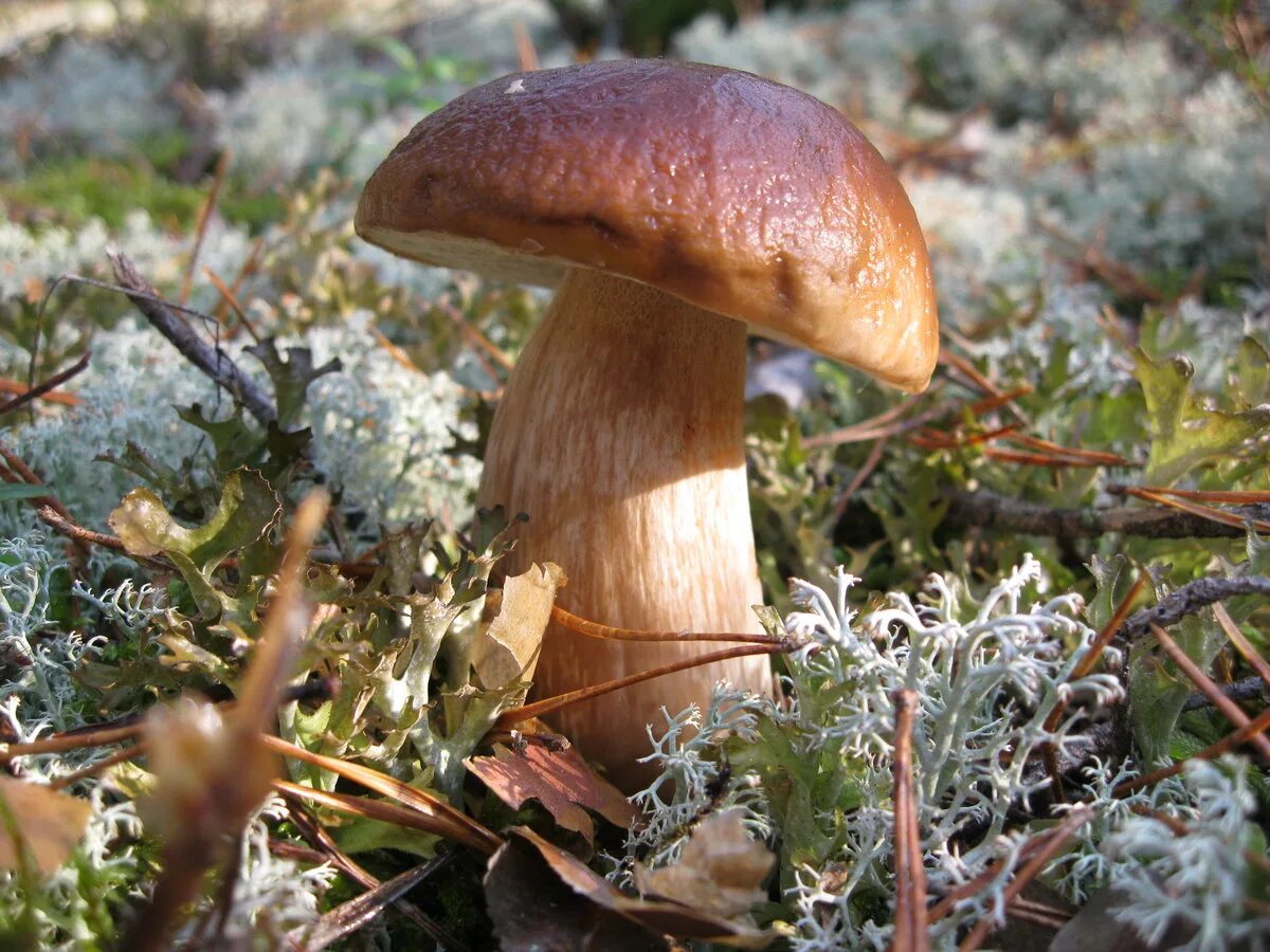 Белый гриб корень. Боровик - белый гриб Боровик. Австралийский Боровик гриб. Эдулис гриб. Боровик масленок.