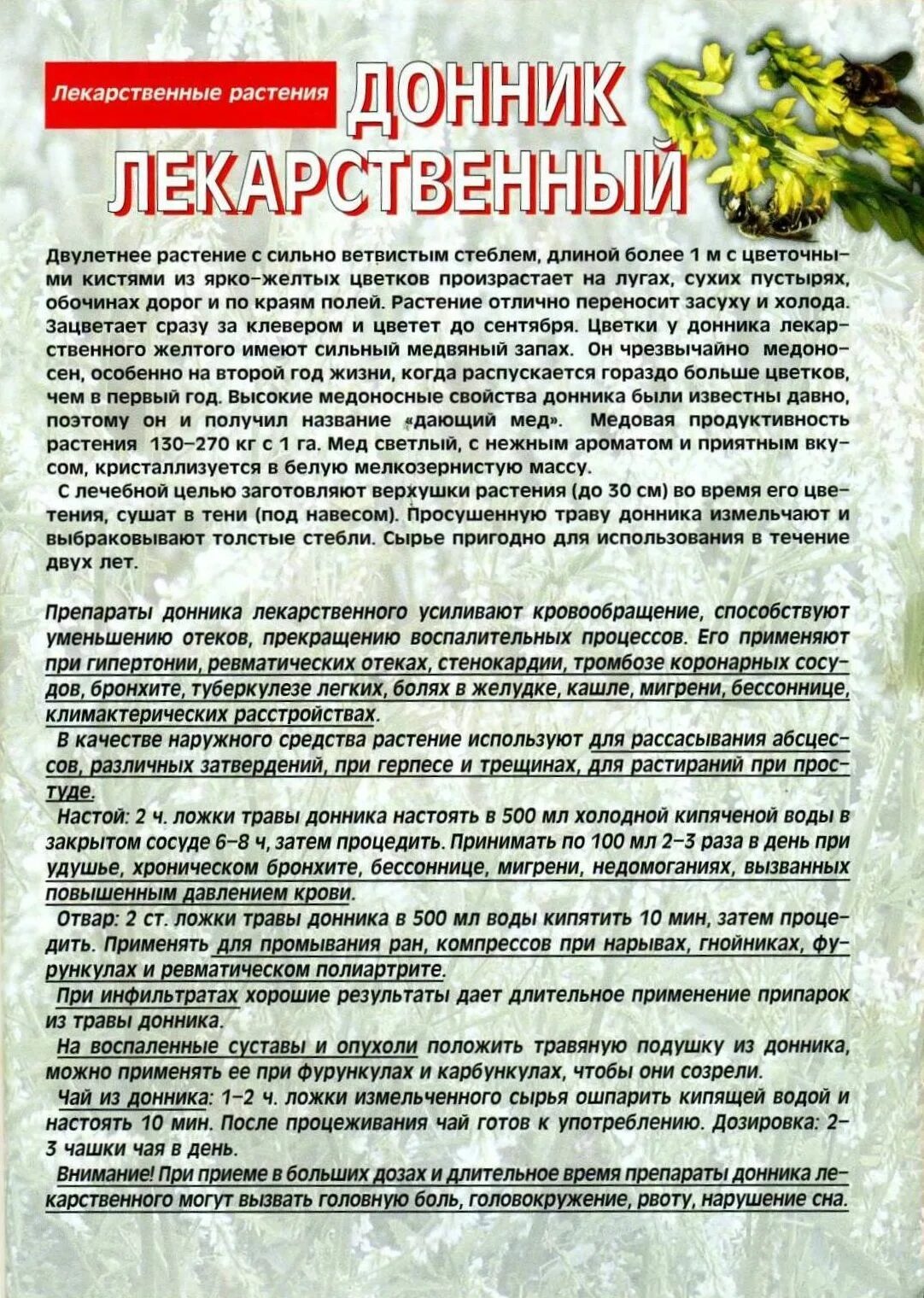 Трава донника лекарственного. Донник описание. Противопоказания травы донник. Донник лекарственный. Донник буркун.