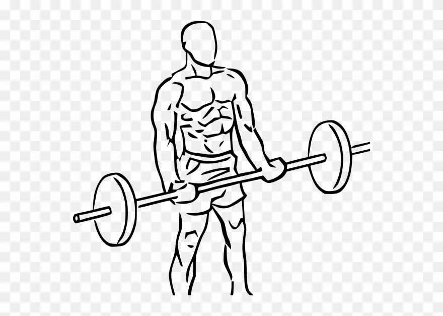 Barbell curl