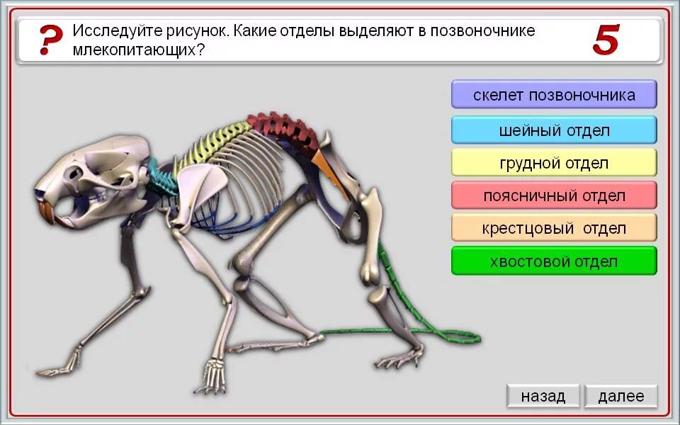 Исследование особенностей строения скелета млекопитающих. Строение скелета млекопитающих 7 класс биология. Отделы скелета млекопитающих 7 класс. Осевой скелет млекопитающих. Скелет млекопитающих кратко.