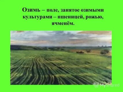 Озимь это