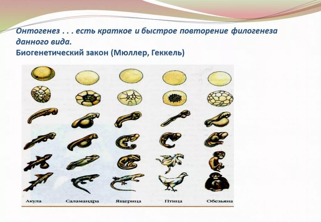 Как называется индивидуальное развитие человека. Онтогенез. Онтогенез краткое повторение филогенеза. Биогенетический закон Геккеля Мюллера. Онтогенез есть краткое повторение филогенеза.