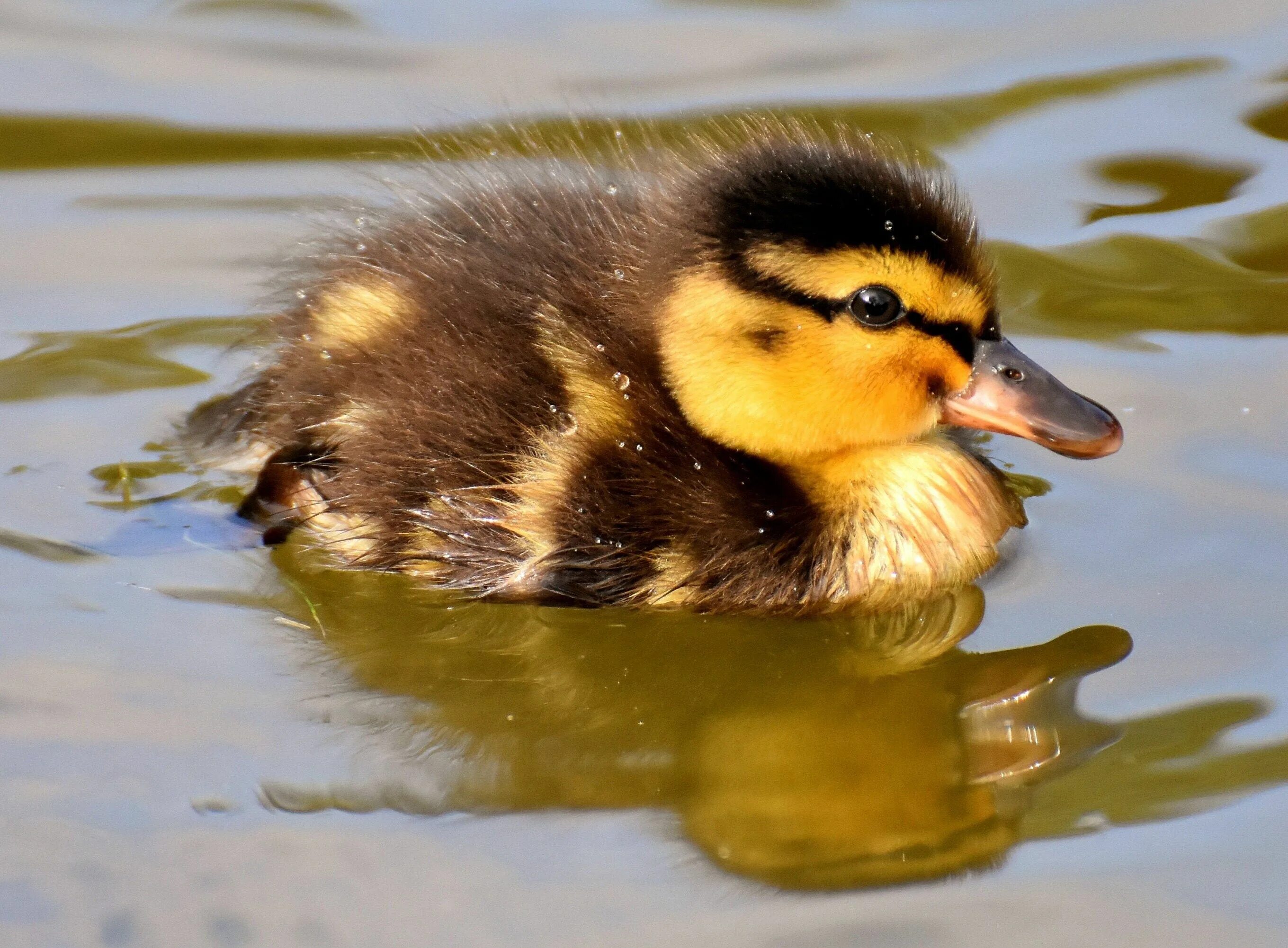 Duck source. Утка кряква с утятами. Утята дикой кряквы. Кряква птенец. Обыкновенная кряква птенец.