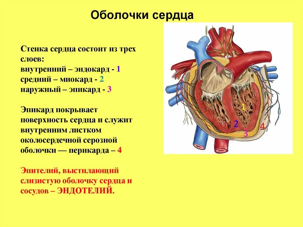 Сердечная строение и функции. Строение наружной оболочки сердца. Строение сердца оболочки сердца. Строение сердца ободочки. Строение сердца 3 оболочки.