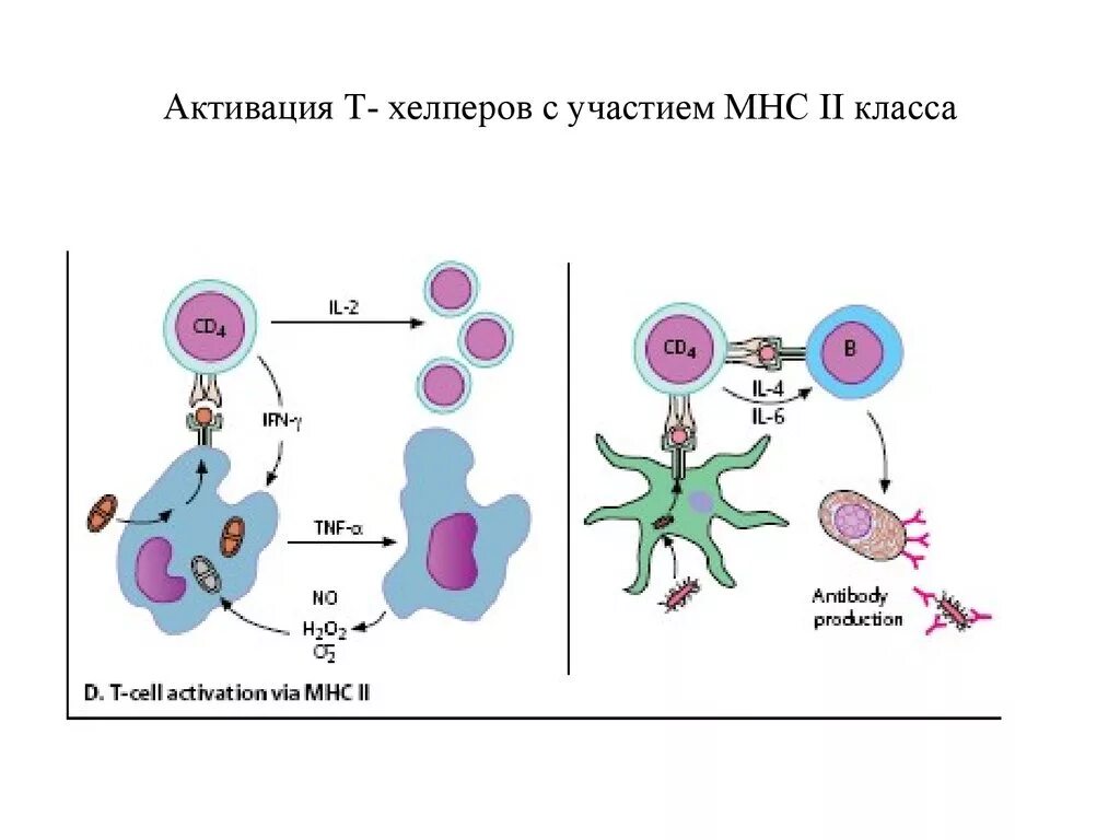 Т хелперы и mhc2. Активация т хелперов 1 типа. Т хелперы активация макрофагов. Цитокины т хелперов 1 типа. Активация макрофагов