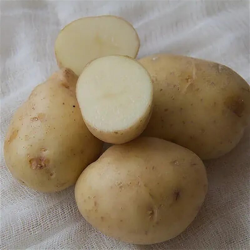 Картофель бела