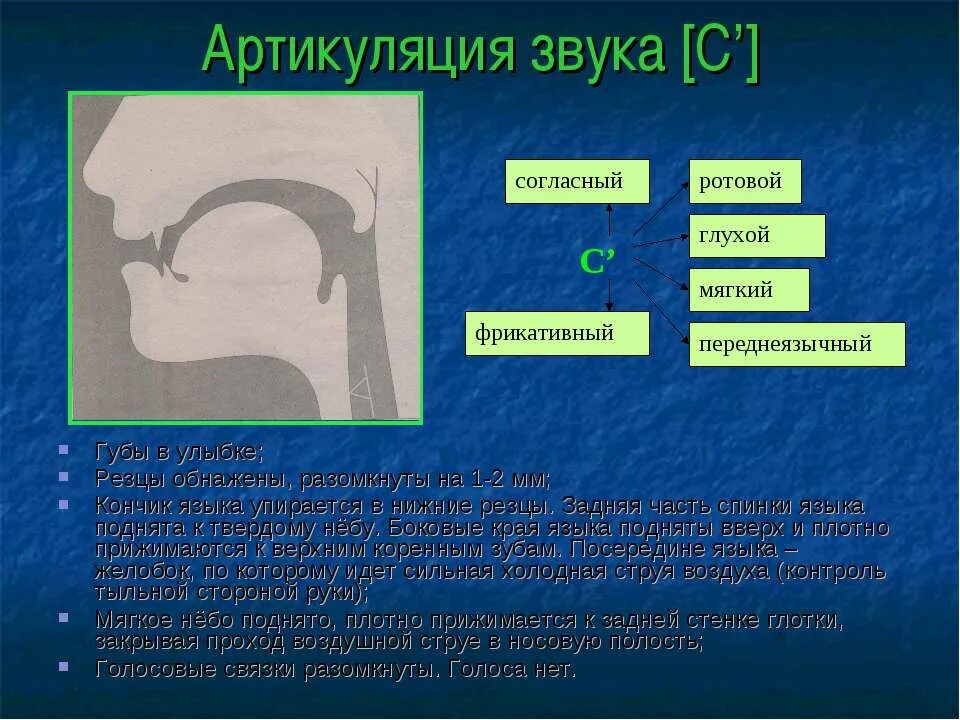 Артикуляционный уклад звука с для детей. Артикуляционный профиль звука х. Правильная артикуляция звука х. Артикуляция звука щ. Артикуляцией называется