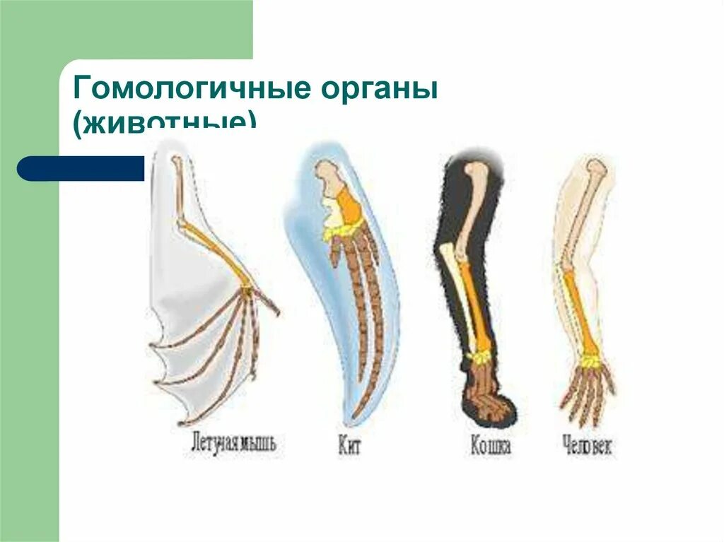 Передние конечности крота и ласты кита. Гомологичные конечности позвоночных. Гомологичные органы это биология 7 класс. Гомологические органы конечностей животных. Гомологичные дивергенция.