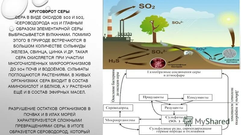 Схема круговорота серы в природе впр. Сера круговорот в природе. Презентация на тему круговорот серы в природе. Круговорот серы в биосфере схема. Круговорот веществ серы в биосфере.