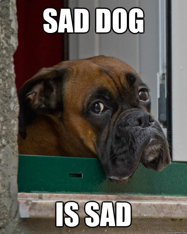 Собака Мем. Sad dogge. Ben Dog Sad. Собака плачет мем